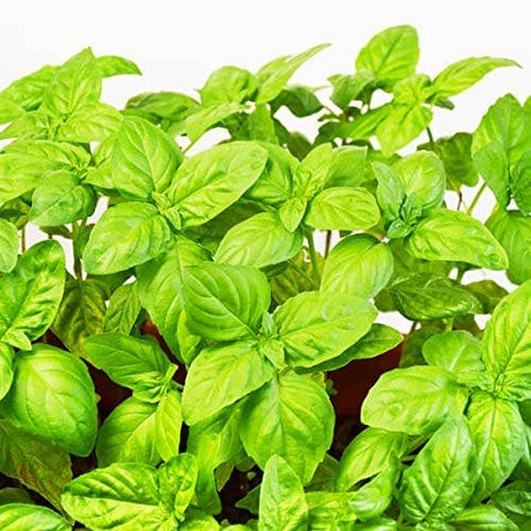 Basil Seeds, 1500 seeds, Thai Basil, Ocimum basilicum - The Rike