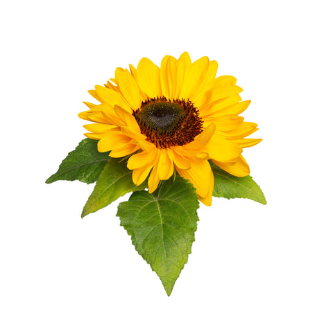 Mini Sunflower Plant Pods, 3-pack - Click and Grow