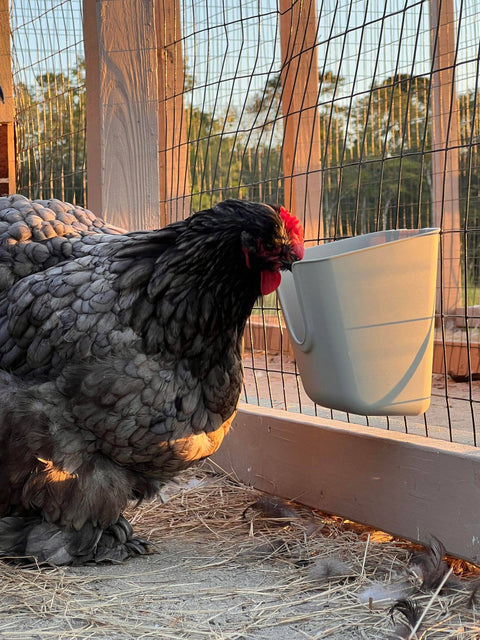 VFeedr V-Cup Hanging Chicken Feeder Cup, Cage Mount, 27 oz - My Favorite Chicken