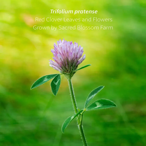 Red Clover, 2.8 oz - Sacred Blossom Farm