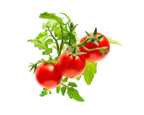 Mini Tomato Plant Pods, 3-pack - Click and Grow