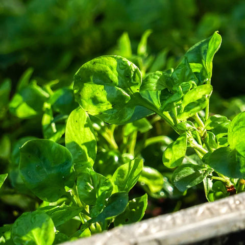 Watercress Seeds (Nasturtium officinale) - The Rike