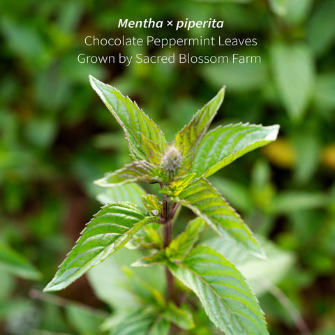 Chocolate Peppermint Herbal Tea, 1.4 oz - Sacred Blossom Farm
