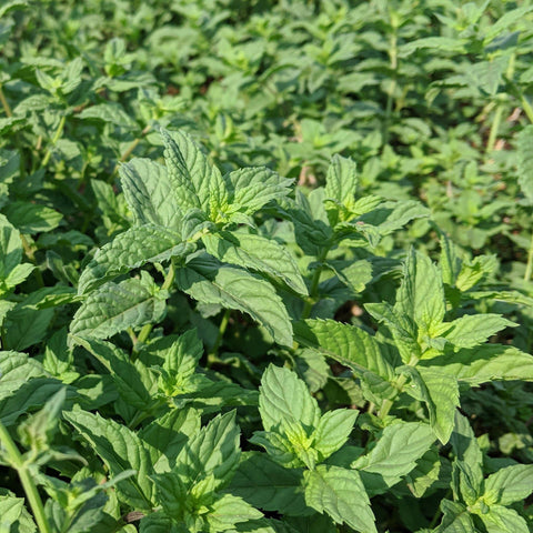 Euphrates Mint, 0.7 oz (20 g) - Burlap & Barrel