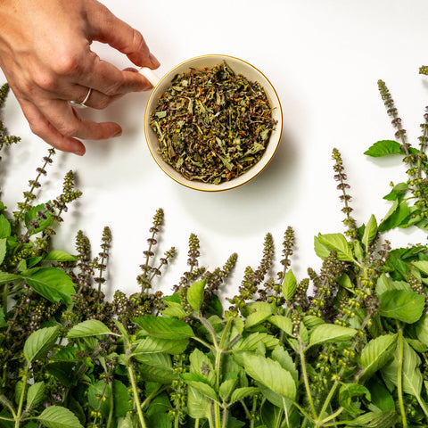 Tulsi Herbal Tea, 1.5 oz - Sacred Blossom Farm