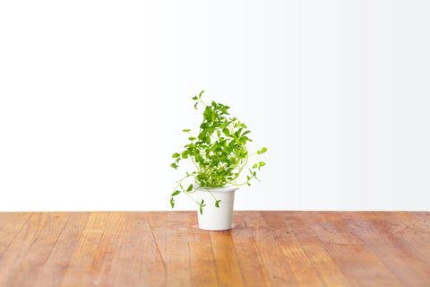 Oregano Plant Pods, 3-pack - Click and Grow