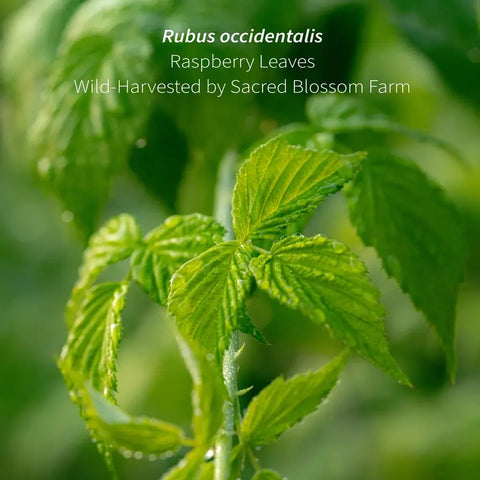 Raspberry Leaf, 4.5 oz - Sacred Blossom Farm