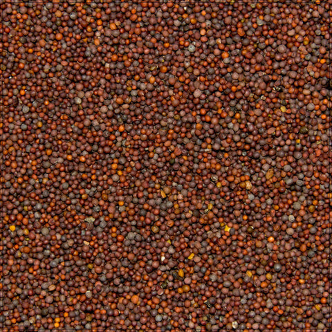 Mustard Seed: 16 oz - Alive Herbals