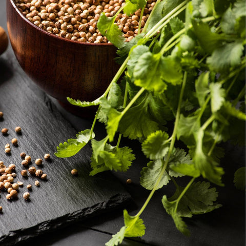 Cilantro Seeds (Coriander Seeds), 1000 Seeds - The Rike