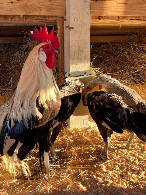 VFeedr V-Cup Hanging Chicken Feeder Cup, Cage Mount, 27 oz - My Favorite Chicken