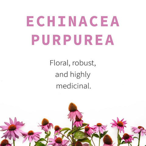 Echinacea Purpurea, 7.0 oz - Sacred Blossom Farm