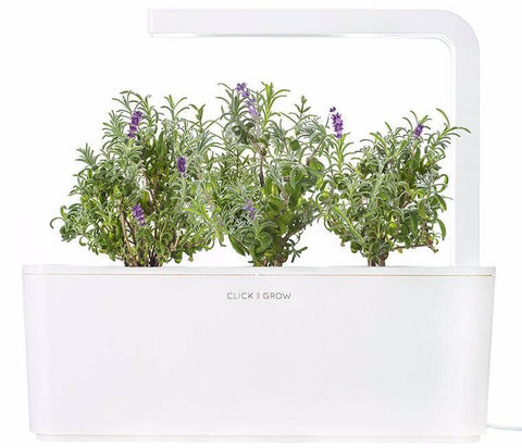 Lavender Plant Pods, 3-pack - Click and Grow
