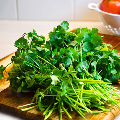 Cilantro Seeds (Coriander Seeds), 1000 Seeds - The Rike
