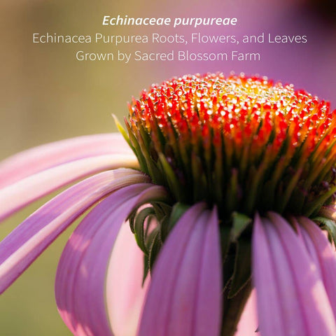 Echinacea Purpurea, 7.0 oz - Sacred Blossom Farm