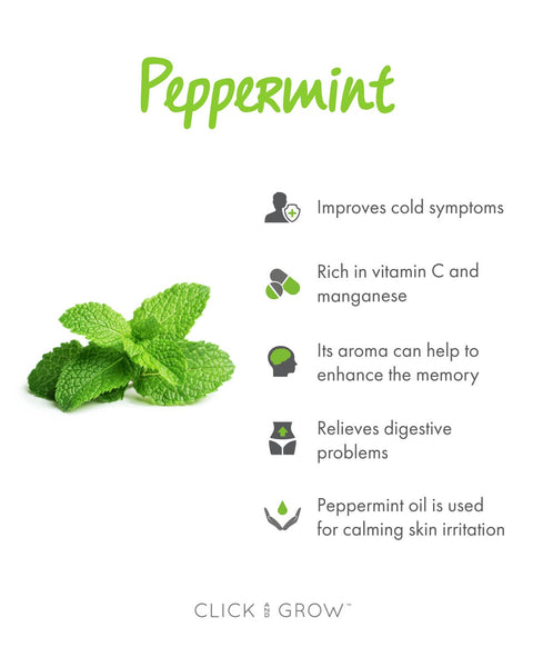 Peppermint Plant Pods, 3-pack - Click and Grow