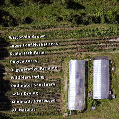 Echinacea Purpurea, 7.0 oz - Sacred Blossom Farm