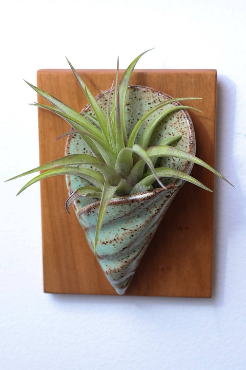 Wall Hanging Air Plant Holder, Teal - Sawdust and Clay