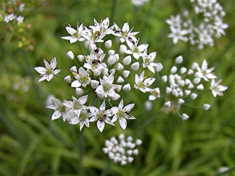 Garlic Chives, 2000 Seeds, Hẹ la Allium tuberosum - The Rike