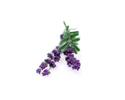 Lavender Plant Pods, 3-pack - Click and Grow