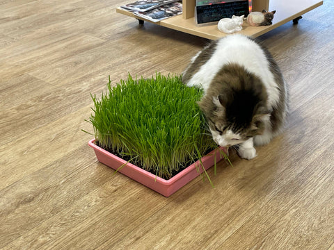 Cat Grass Tray Refill Pack w/ organic seeds and soil - Mom’s Indoor Cat