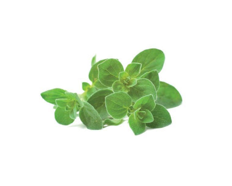 Oregano Plant Pods, 3-pack - Click and Grow
