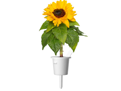 Mini Sunflower Plant Pods, 3-pack - Click and Grow