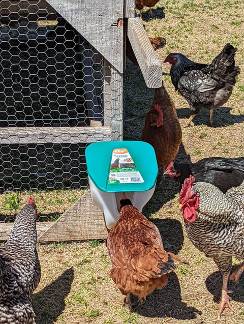 Chicken VFeedr No Waste Hanging Poultry Feeder, 5 lb capacity - My Favorite Chicken