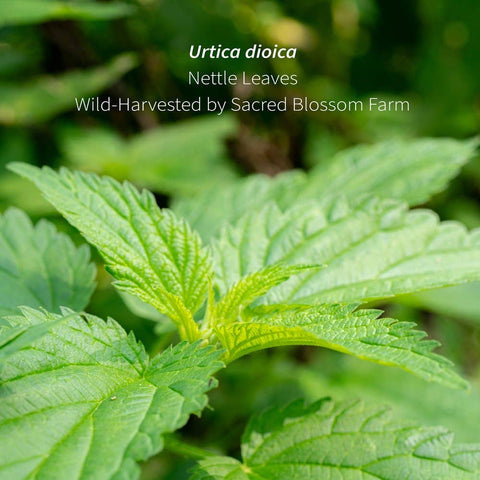 Nettle Leaf (Urtica dioica), 5.5 oz - Sacred Blossom Farm