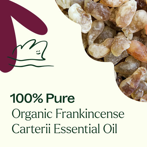 Organic Frankincense Carterii Essential Oil, 10 ml - Plant Therapy