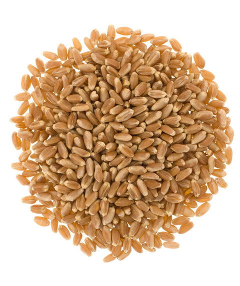 Hard Red Winter Wheat Berries, 5 lb - Palouse Brand