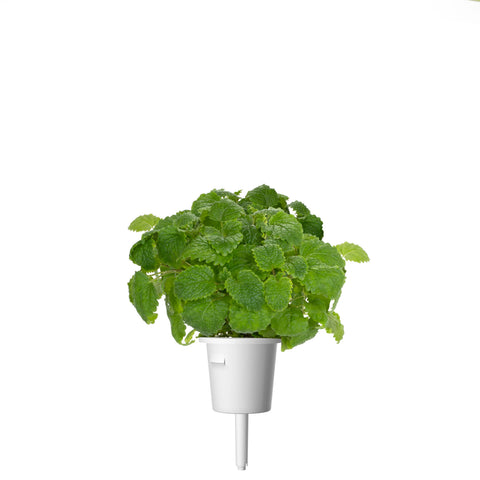 Lemon Balm Plant Pods, 3-pack - Click and Grow