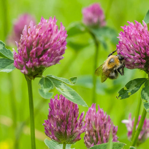 Red Clover, 2000 Seeds, Trifolium Pratense - The Rike